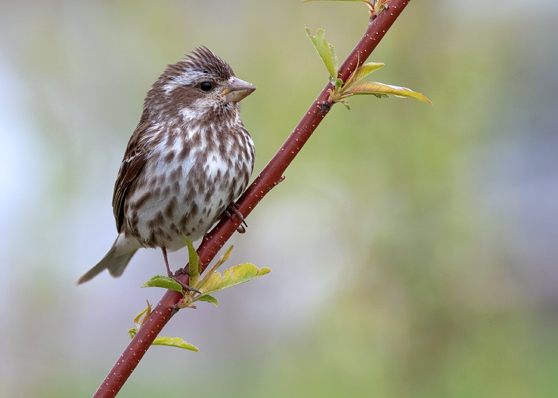 Purple Finch