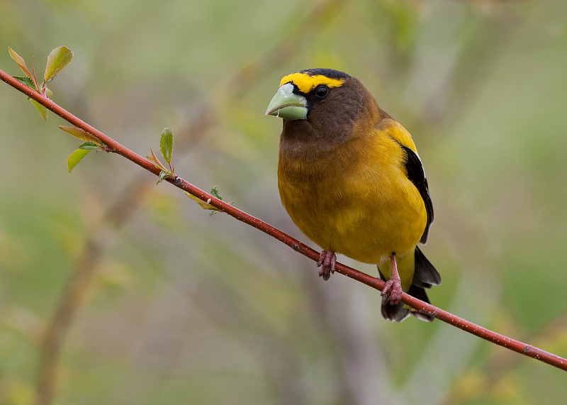 Evening Grosbeak