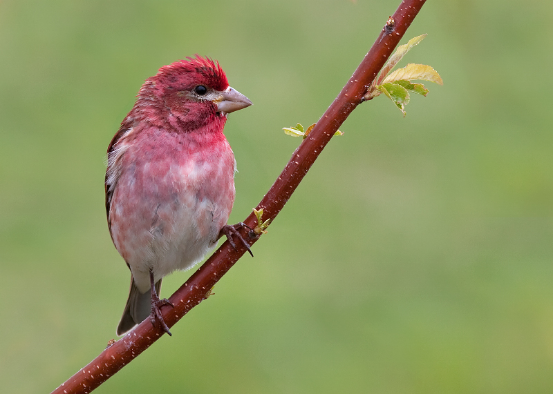 Purple Finch