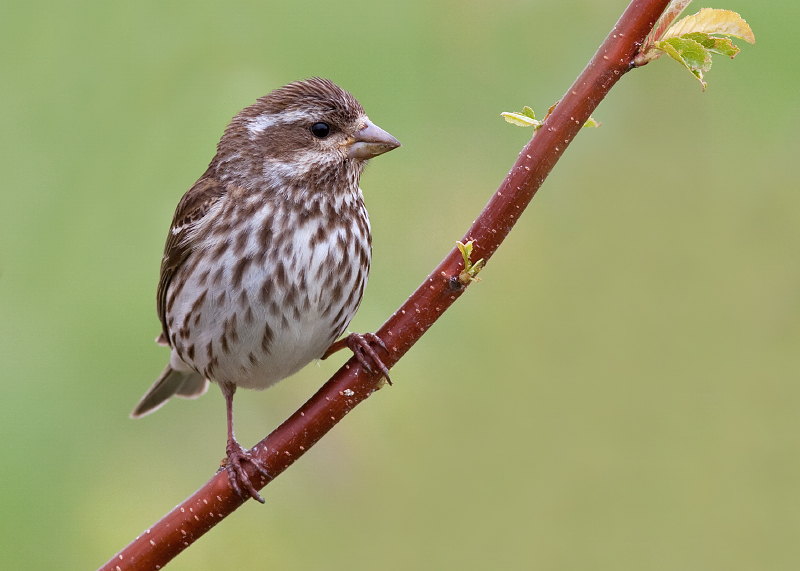 Purple Finch