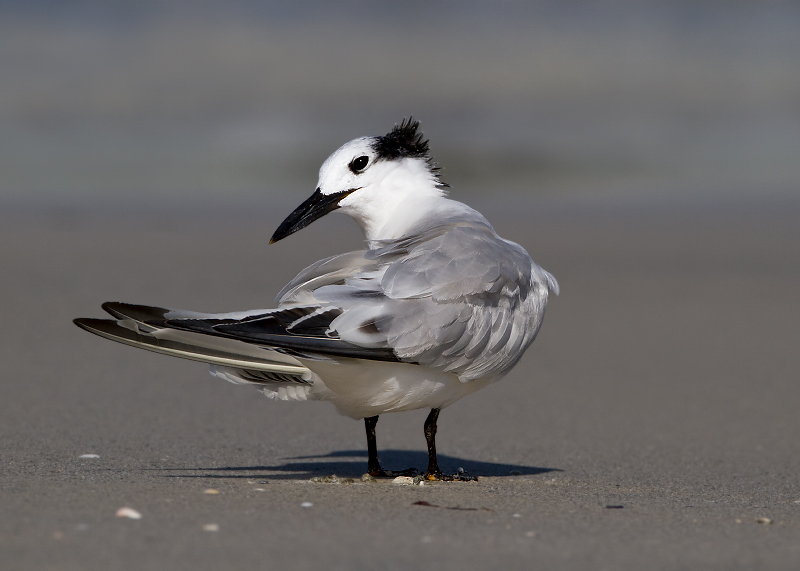 Sandwich Tern