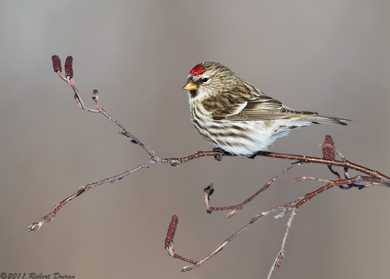 Common Redpoll