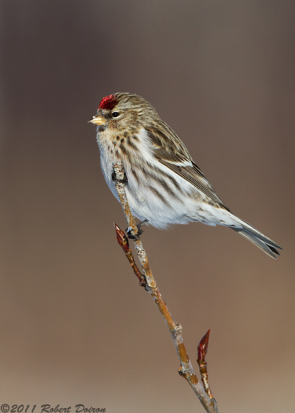 Common Redpoll