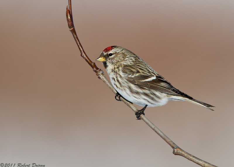 Common Redpoll