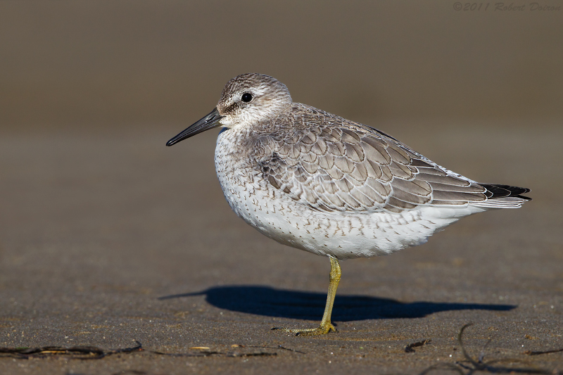 Red Knot