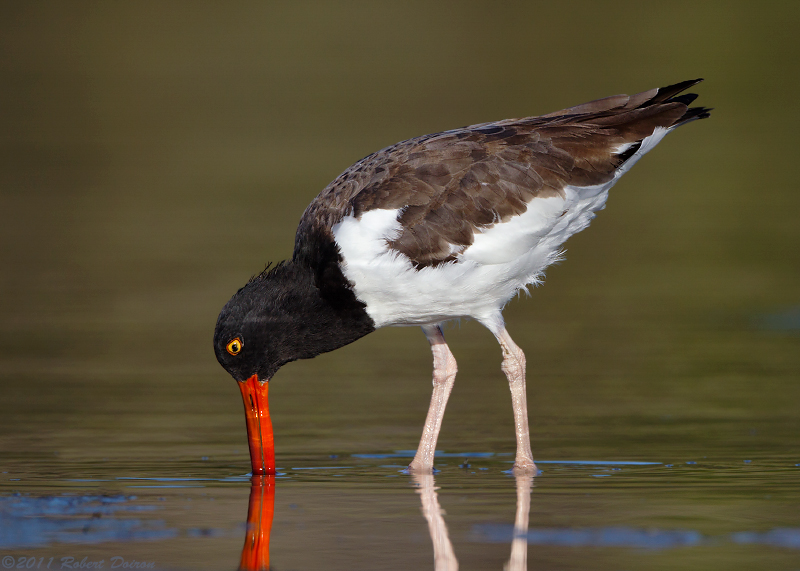 American Oystercatcher