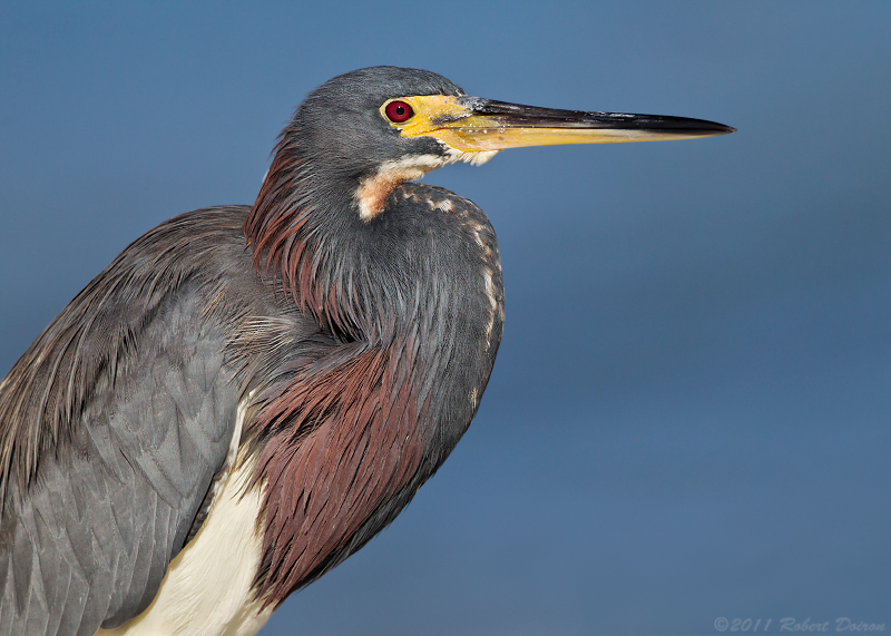 Tricolored Heron