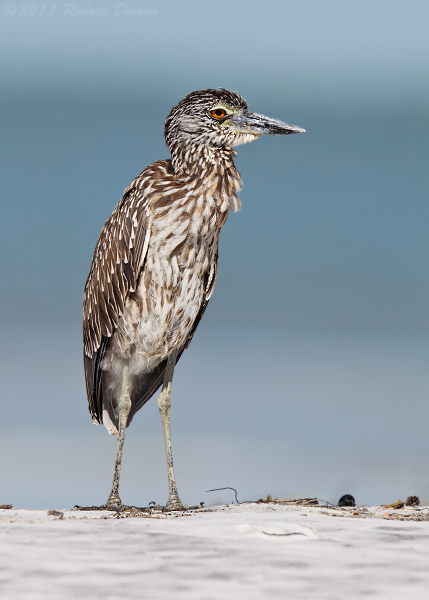 Yellow-crowned Night-Heron