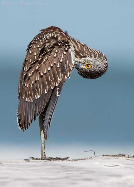 Yellow-crowned Night-Heron