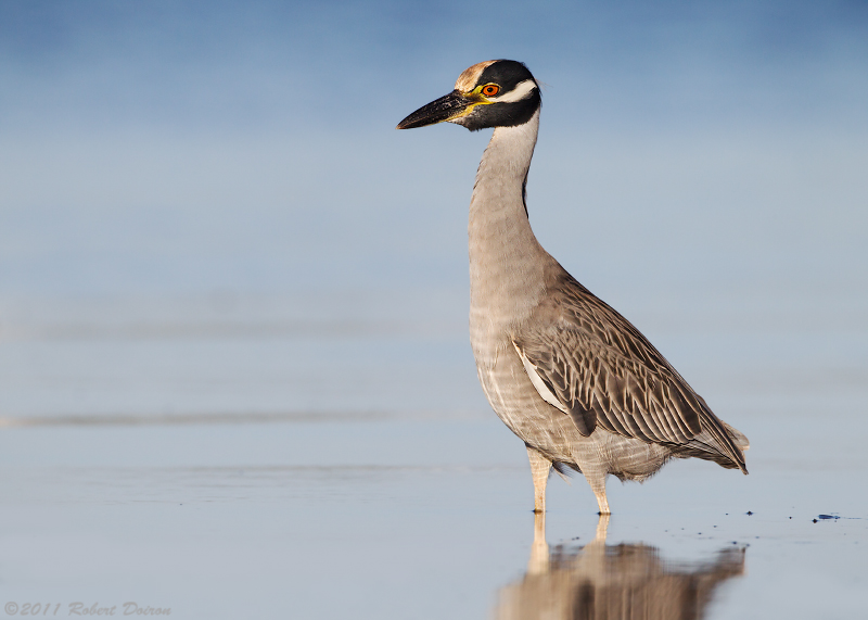 Yellow-crowned Night-Heron