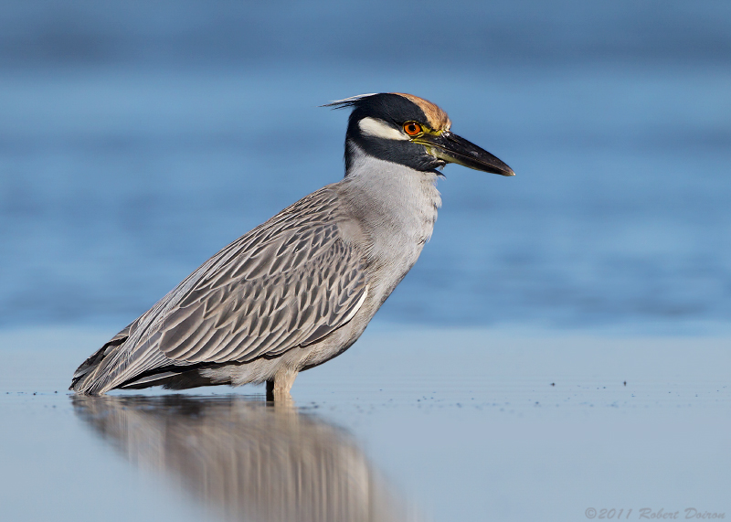 Yellow-crowned Night-Heron