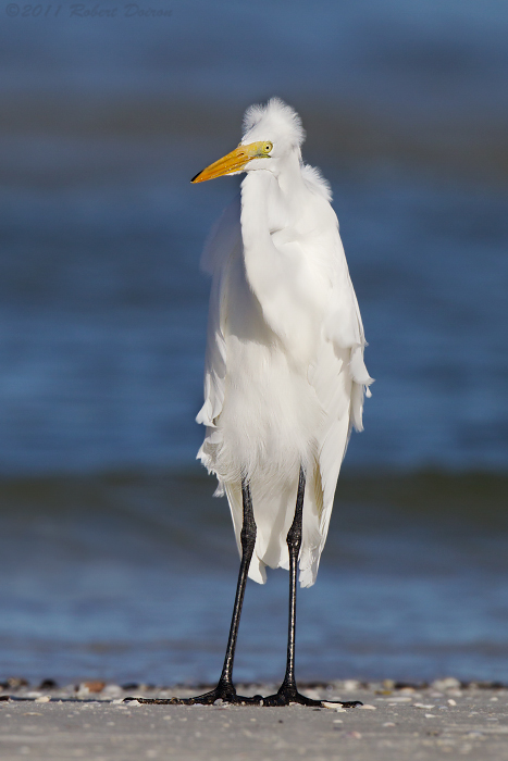 Great Egret