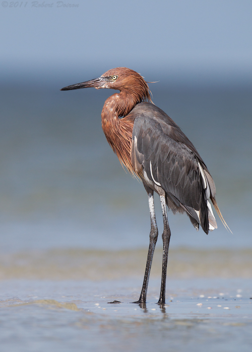 Reddish Egret