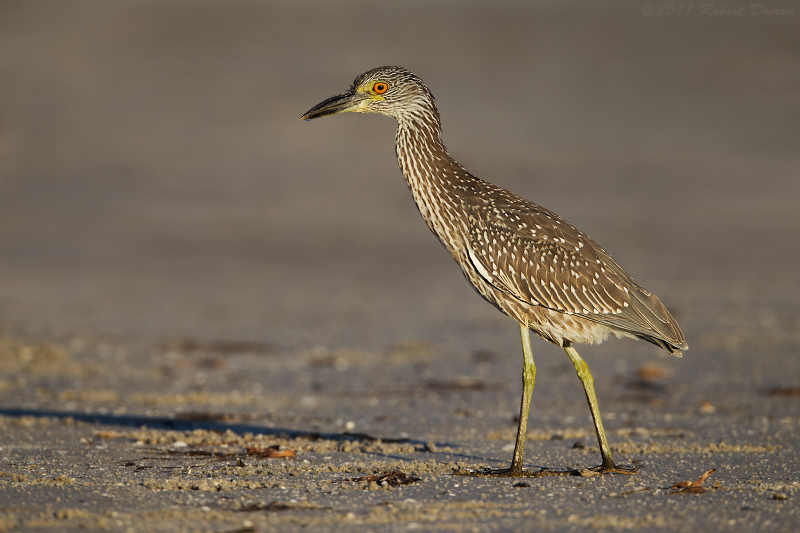 Yellow-crowned Night-Heron