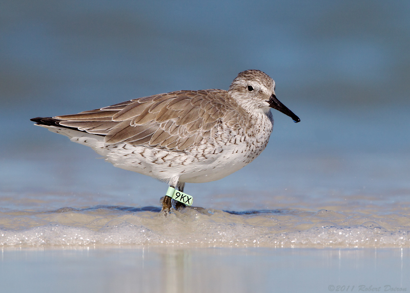 Red Knot (9KX)