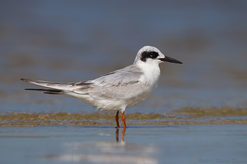 Forster's Tern