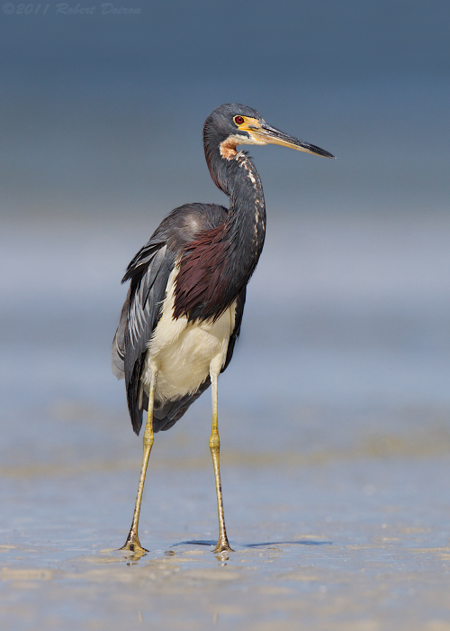 Tricolored Heron