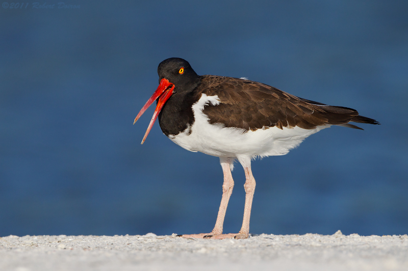 American Oystercatcher