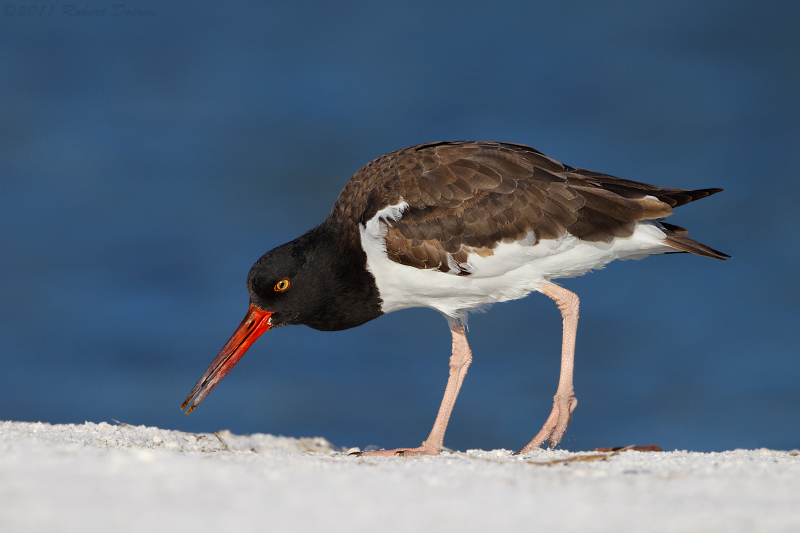 American Oystercatcher