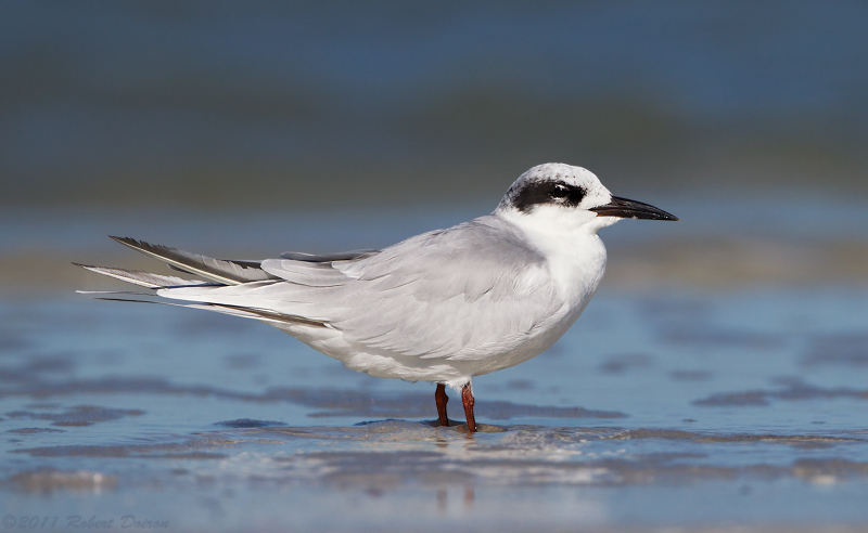 Forster's Tern