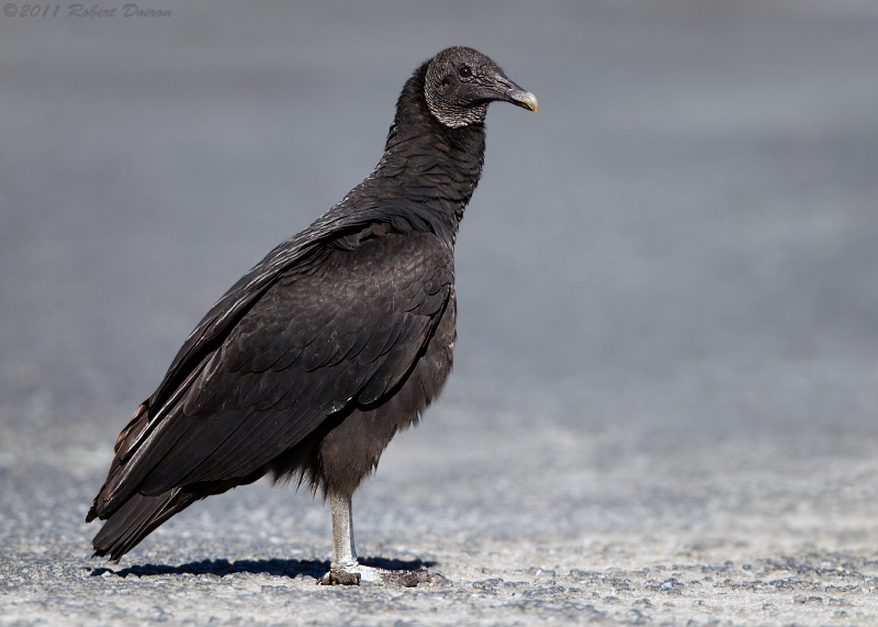 Black Vulture