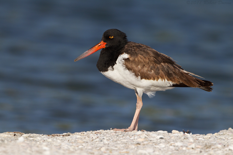 American Oystercatcher