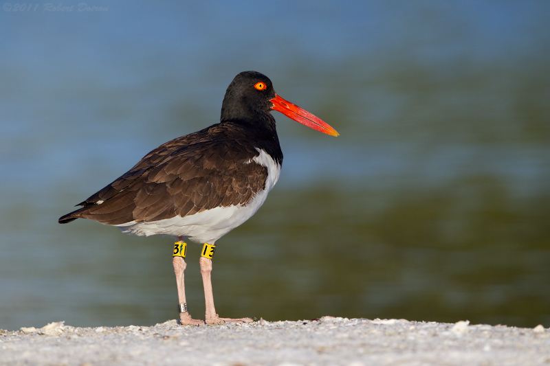 American Oystercatcher