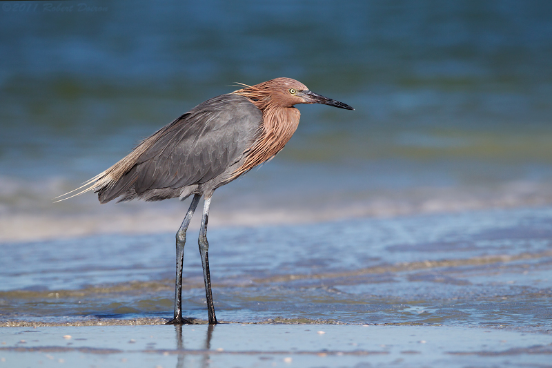 Reddish Egret