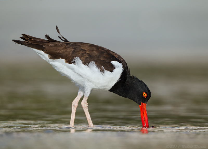 American Oystercatcher