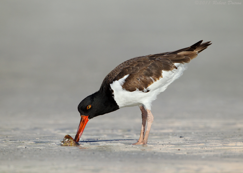 American Oystercatcher