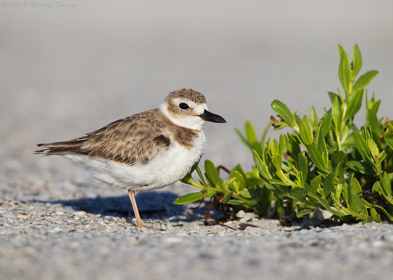 Wilson's Plover