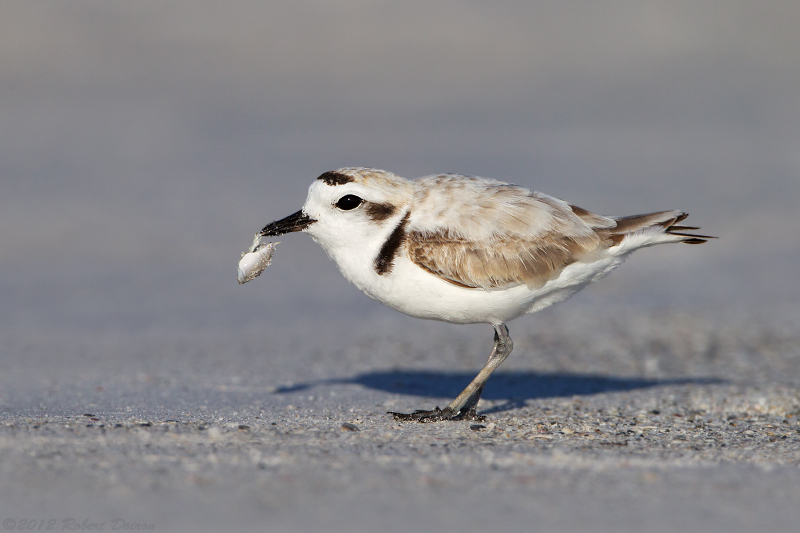 Snowy Plover