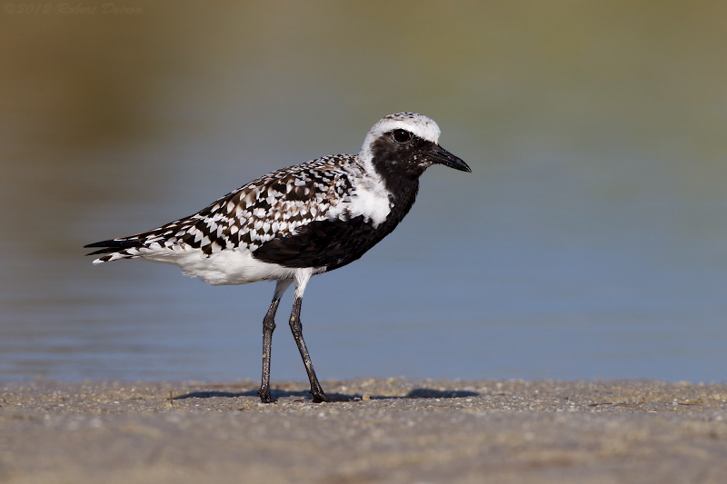 Black-bellied Plover