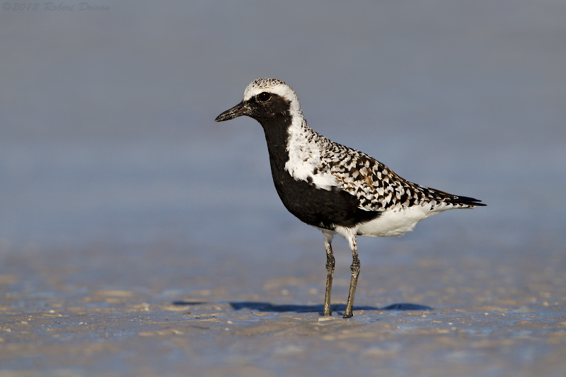 Black-bellied Plover