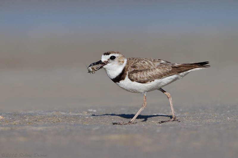 Wilson's Plover