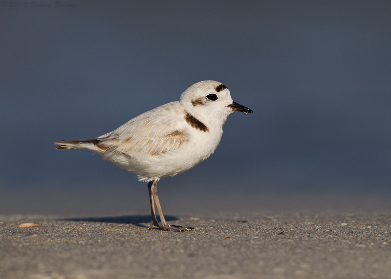 Snowy Plover