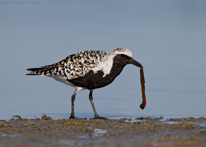 Black-bellied Plover