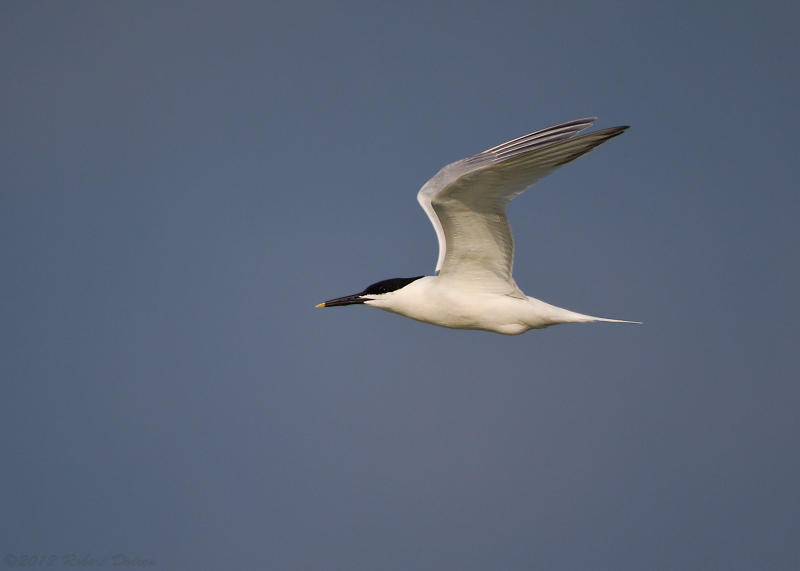 Sandwich Tern