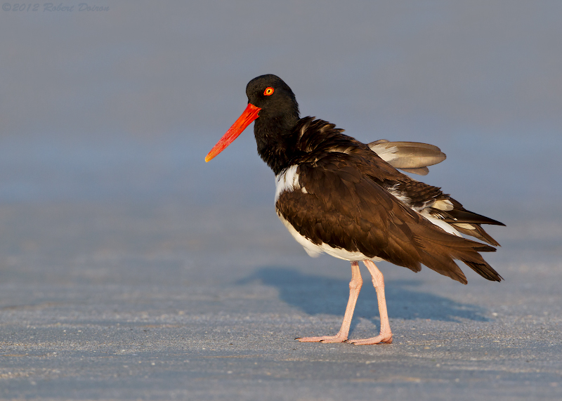 American Oystercatcher