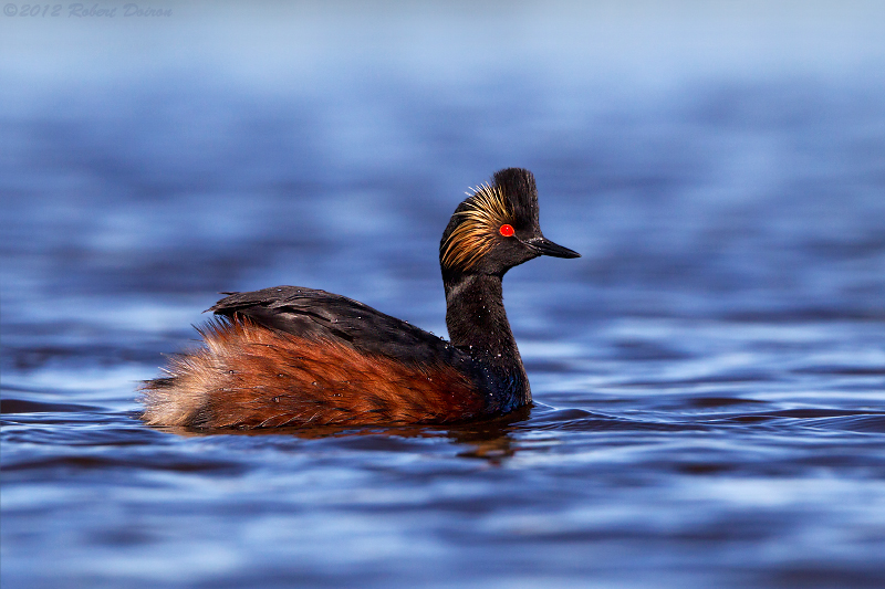 Eared Grebe