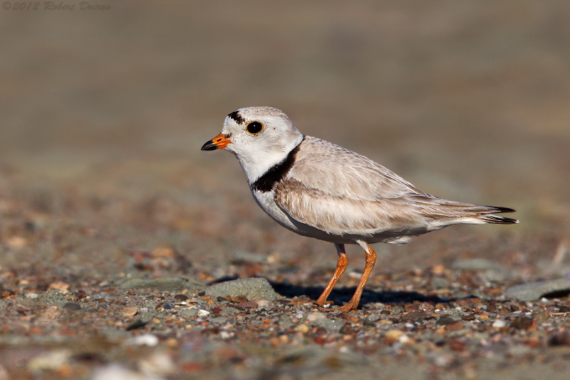 Piping Plover