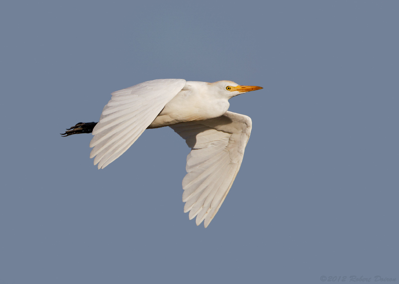 Western Cattle Egret