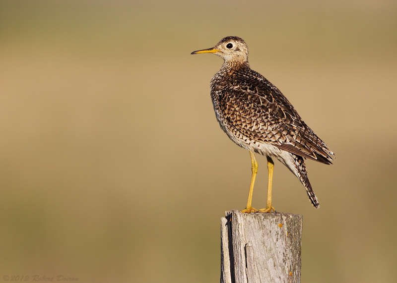 Upland Sandpiper