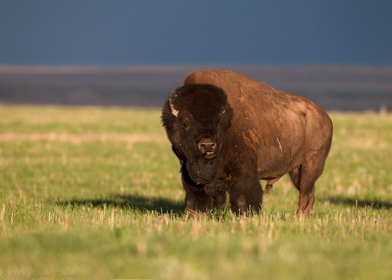 American Bison