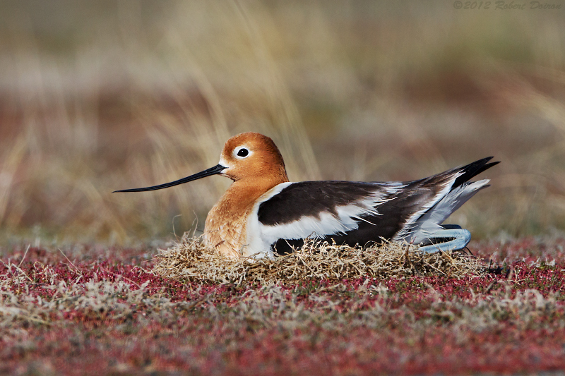 American Avocet