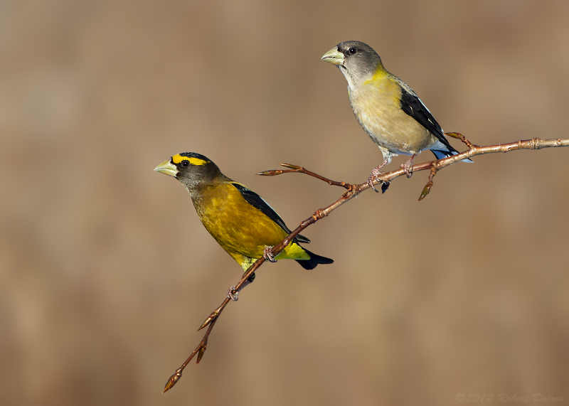 Evening Grosbeak