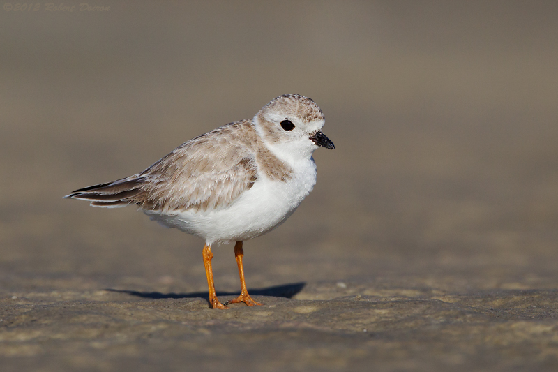 Piping Plover