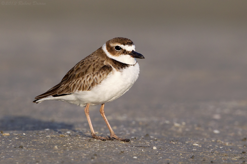 Wilson's Plover