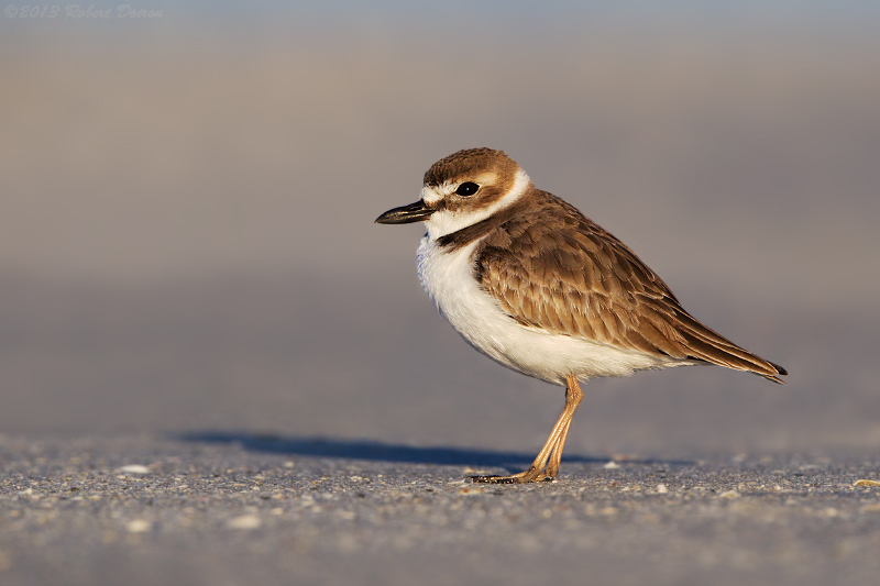 Wilson's Plover