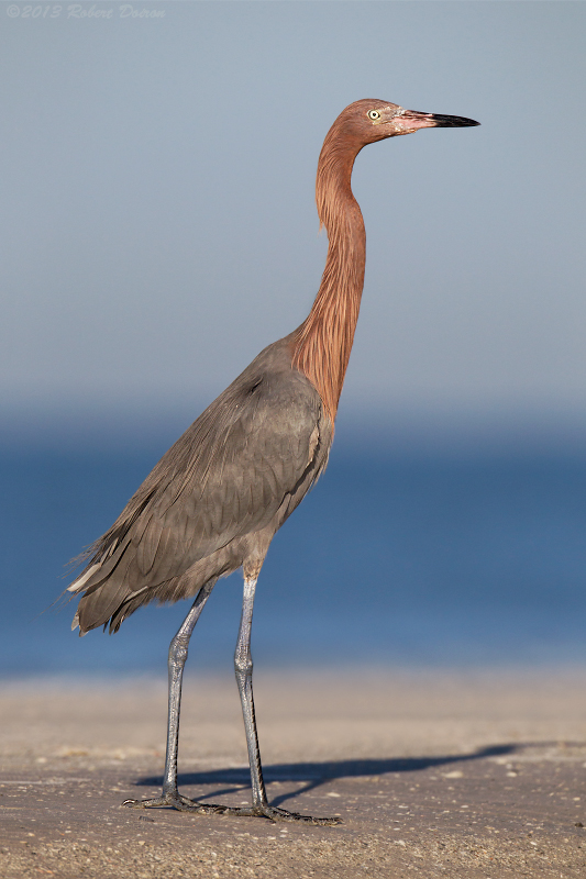 Reddish Egret